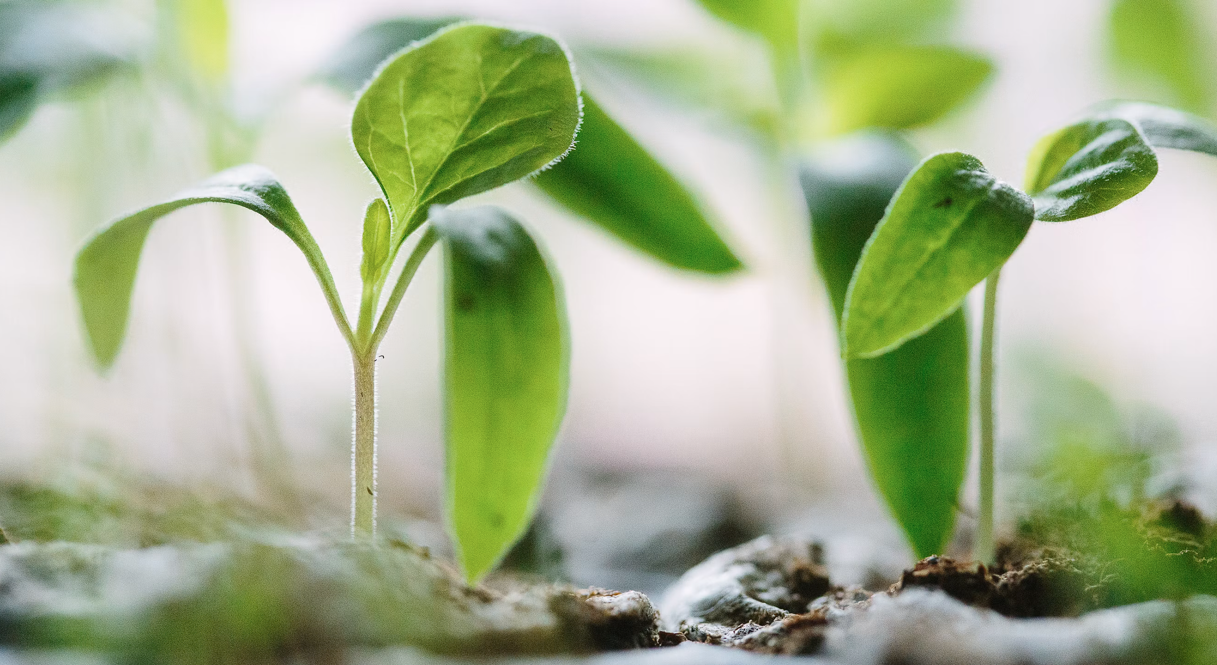 Trust-Building Content Boosts CRO, Says WebTechs